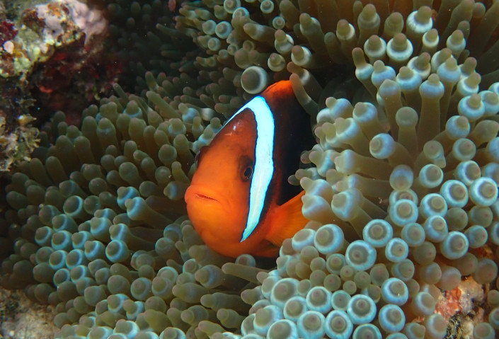 自然環境下のハマクマノミ（Amphiprion frenatus）