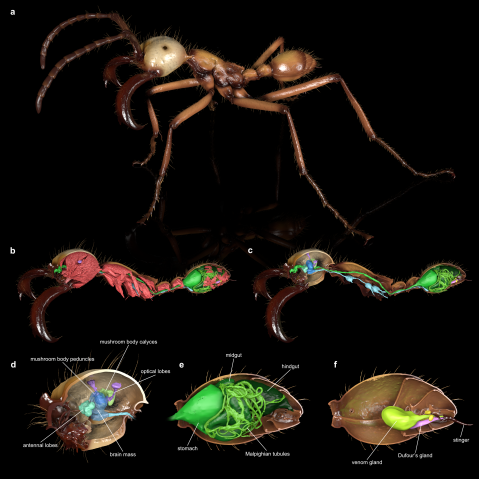 リアルな色彩でレンダリングされたアリの兵アリ。断面が示されている。一つはアリの内部構造を示しており、その大部分は赤で示した筋肉で占められている。別のものは、同じ角度から見た、筋肉を除去したもの示し、消化管と神経系が見えるようになっている。アリの脳、消化管、毒針とその周辺器官を拡大したレンダリングも表示され、ラベルが付けられている。