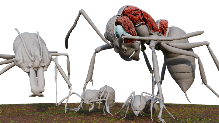 非常に詳細な3Dモデル化されたアリ4匹が拡大表示されている。手前には小さなアリが2匹、その上に大きなアリが2匹そびえ立っている。最も大きな個体の一部は前方の外骨格がデジタルで除去され、赤く表示した筋組織と青く表示した脳組織が露出している。