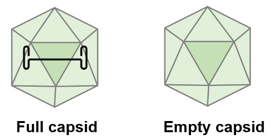 POC project (79-Yokobayashi): Full capsids vs empty capsids
