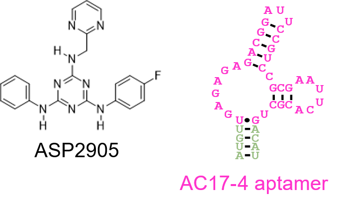 POC project (79-Yokobayashi): Small molecule and aptamer 