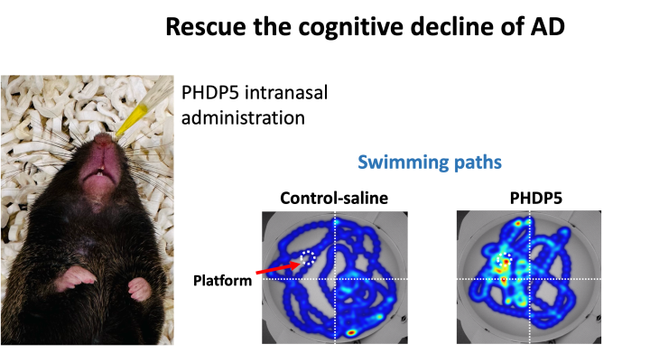 POC project (85-Chang): 2. Intranasal administration of PHDP5 rescues learning and memory deficits in AD
