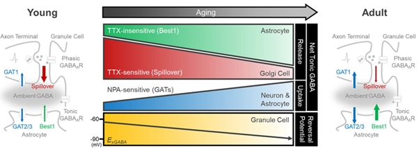 A scientific figure showing the different pathway of tonic inhibition.