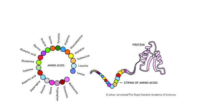 20 common naturally occurring amino acids are represented with colored circles. These join up to form a string of amino acids, that folds into a protein – a large molecule with a specific biological function.