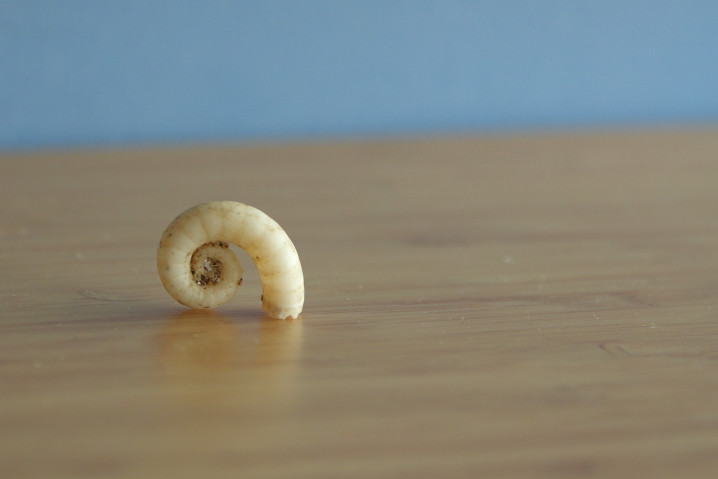 A tiny spiral-shaped shell sits on a wooden desk in front of a blue background. The shell is about the size of a fingernail, and peppered with sand grains.