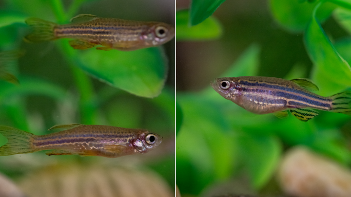 Left: Leopard phenotype with dots instead of straight bars. Right: wildtype zebrafish with its characteristic horizontal stripes.