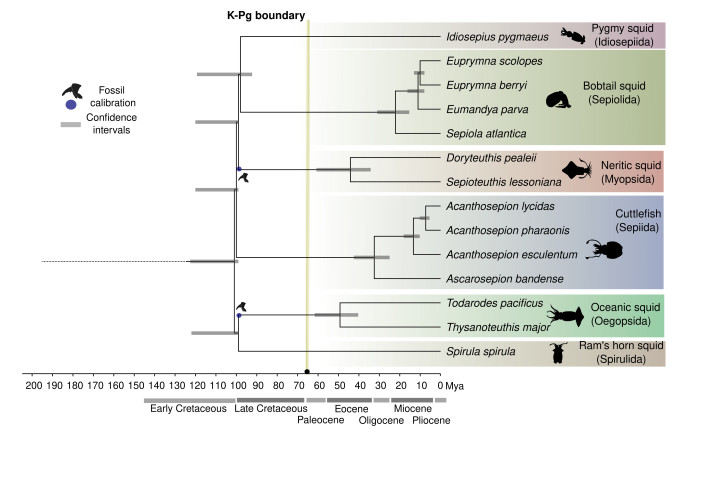 イカの起源と多様化の謎に迫る 1億年前の深海で灯った進化の導火線