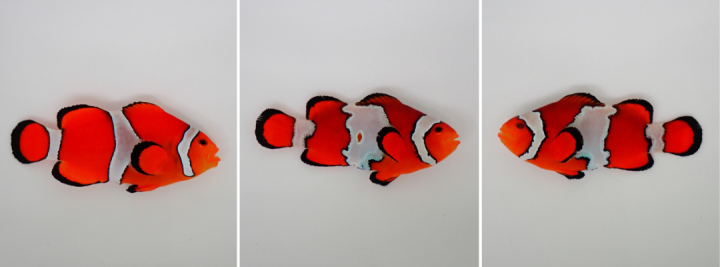 Three photos of clownfish. The leftmost has clean, smooth separations between the white and orange, while the other two have more jagged edges.