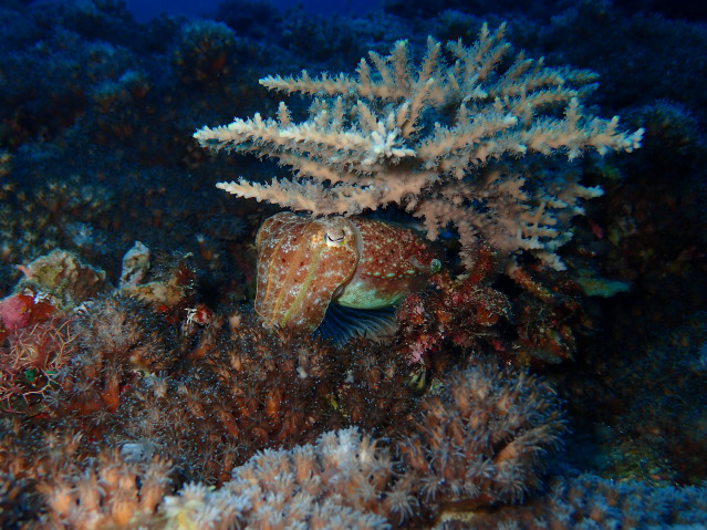 common cuttlefish (Sepia sp.) hiding in a reef