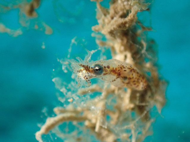 pygmy squid (Idiosepius sp.)