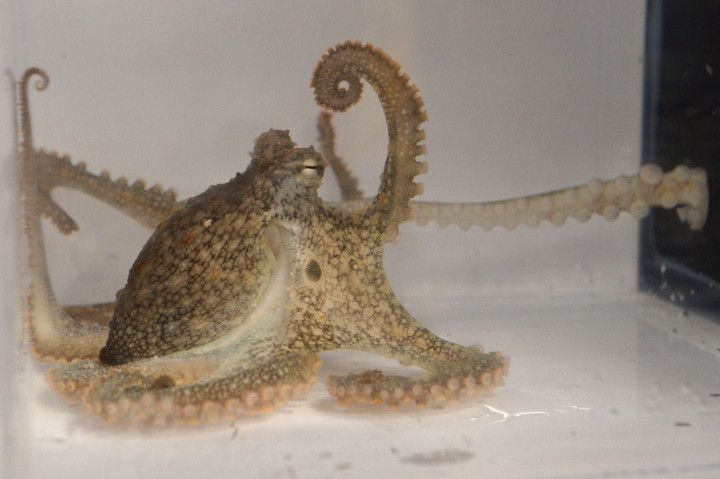 In a tank set up in a laboratory, a male octopus's arm reaches through a hole in a black barrier to mate with a receptive female octopus.