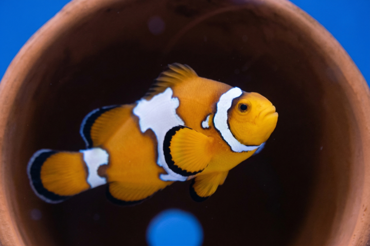 A clownfish with a snowflake mutation, resulting in three symmetrical but wavy patches of white with a black outline, which are distinct from the orange coloring of its body.