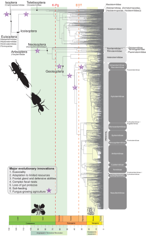Scientific figure showing the tree of life for termites, with significant extinction events and trait innovations overlaid.