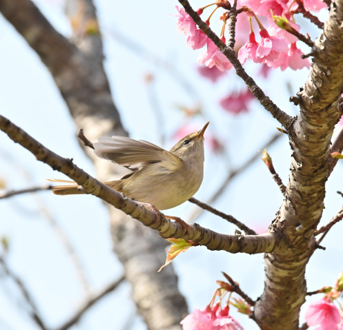Up-close photograph of a small bird perched on a branch of a Japanese cherry tree.