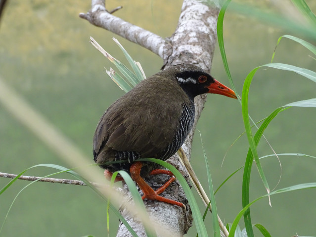 Up-close photo of an Okinawa Rail perched on a branch.