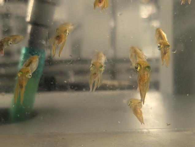 POC Project (88 - Macussi): Figure 2