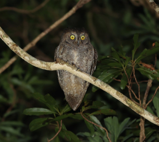 Up-close photograph of a small owl perched on a branch at night. 