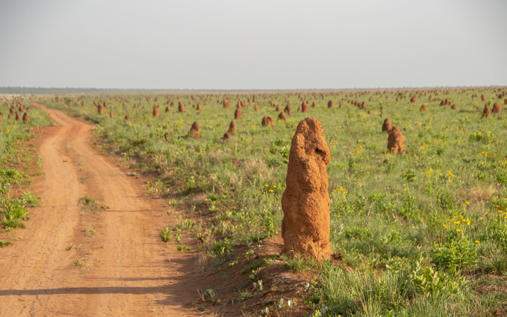Photograph of a field dotted with red, conical termite mounds stretching into the horizon.