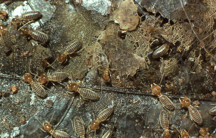 Close-up photo of a group of black-and-white termites crawling on leaf-litter on the forest floor.