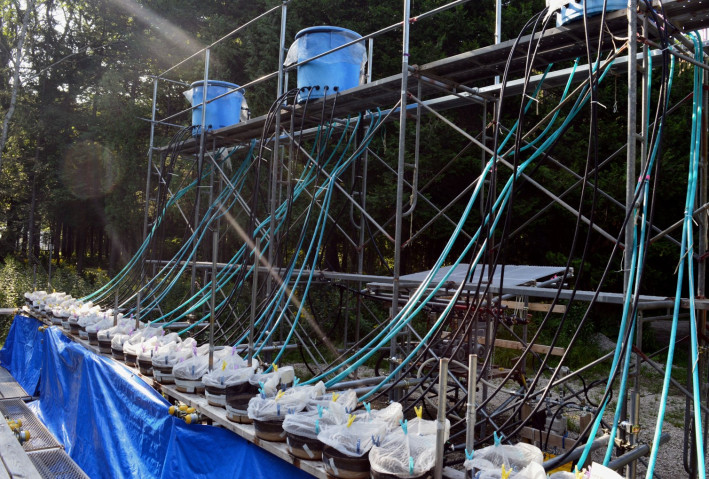 Photo of an experimental setup in a forest setting, consisting of tubes connected from buckets leading to a dense row of plastic bags on a long table