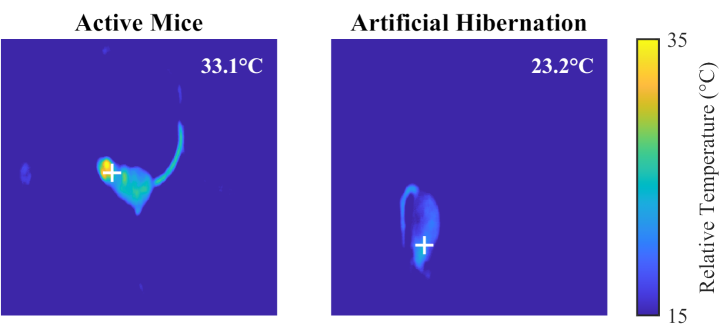Artificial hibernation