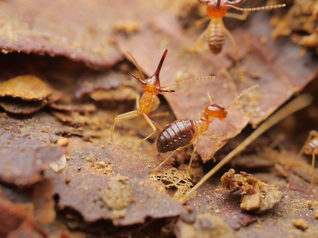 A macroshot of two termites, one with a long nasal horn posturing in front of the camera, the other walking away. Both are standing on leaf litter.