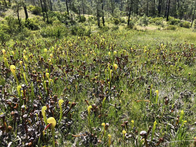 Many yellow-green pitcher plants dot the landscape in front of a forest backdrop.