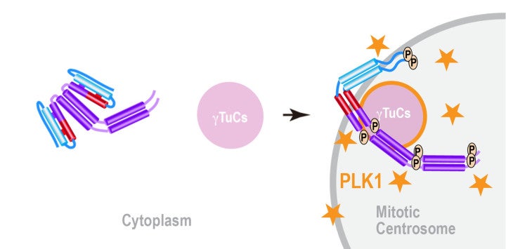 The diagram on the left shows an inactive SPD-5 protein, folded in on itself, and an inactive &gamma;-tubulin complex (pink circle) in the cell cytoplasm. An arrow points to the right side of the diagram, which shows that at the centrosome, phosphate is added to SPD-5 by protein kinase (PLK1), shown as yellow stars. The SPD-5 is shown in an activated, unfolded state, binding to the &gamma;-tubulin complex which is also now activated (pink circle with yellow outline).