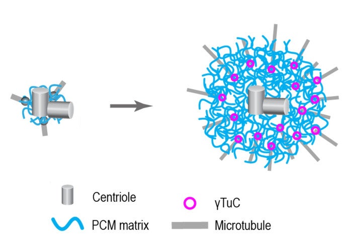 On the left side of the diagram, two cylindrical centrioles are shown at the center of a centrosome, surrounded by some blue lines, representing the pericentriolar matrix. An arrow points to the right side of the diagram, showing a larger amount of pericentriolar matrix, which has bound &gamma;-tubulin complexes, represented as purple circles. Microtubules, shown as grey lines, are forming from the &gamma;-tubulin complexes