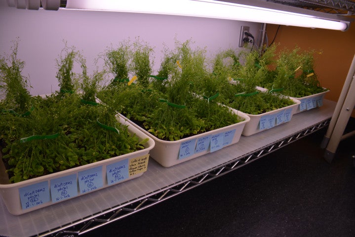 Plant rack