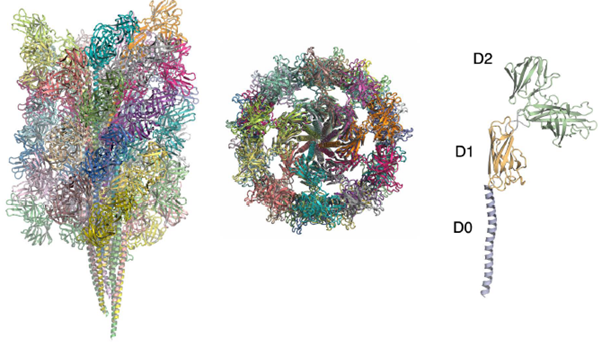 Three different atomic models of a filament, one from the side, one a top down view, and one an image of an individual monomer. The pictures are cryo-EM representations of the shape of these proteins, and are depicted in a beautiful range of colors and intricate details, with clear helices and folds seen throughout.