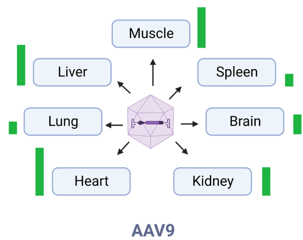 TPF (55 - Acharya): Figure 1