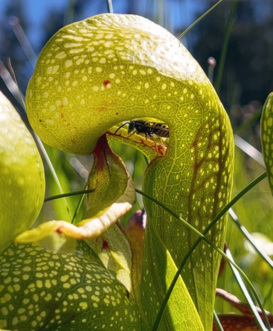 黄色と黒の体色をしているスズメバチが、食虫植物の壺状になった葉の内側を歩いている。
