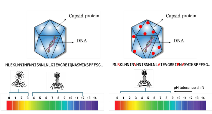 mutations and pH range shift