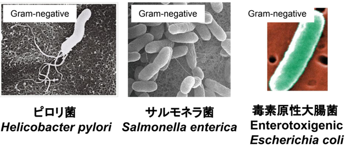 microscope images of pathogens