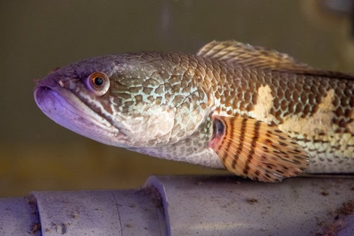Head of fish