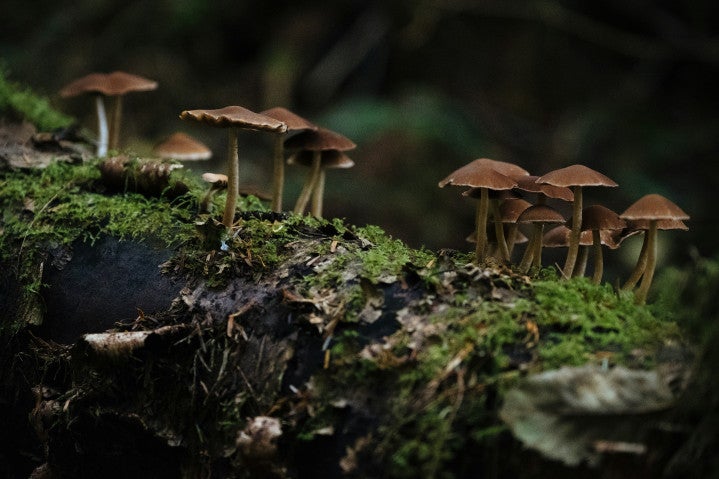 Brown mushrooms with paler stems on the forest floor amid green moss.