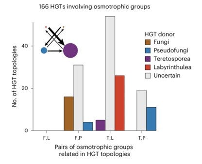 A bar chart reports the number of horizontal gene transfer events up the vertical y-axis, with four different pairs of grouping on the x-axis: Fungi and Labyrinthulea, Fungi and Pseudofungi, Teretosporea and Labyrinthulea, and Tereteosporea and Pseudofungi. The bars on the chart are colored according to which lineage the gene was transferred from: brown for fungi, blue for Pseudofungi, purple for Teretosporea, red for Labyrinthulea and grey for uncertain.