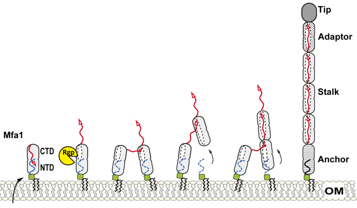 Diagram of strand-exchange assembly. Mfa1 proteins are shown as small pill-like shapes, joining to a membrane. They bind to neighboring proteins following enzymatic cleavage, to form long filament structures. 