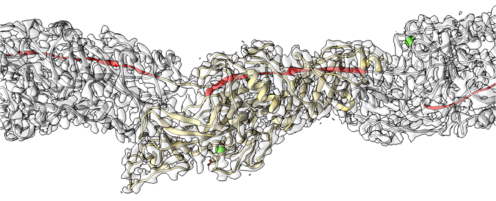 A 3D molecular reconstruction of three subunits within an Mfa filament, shown in grey.