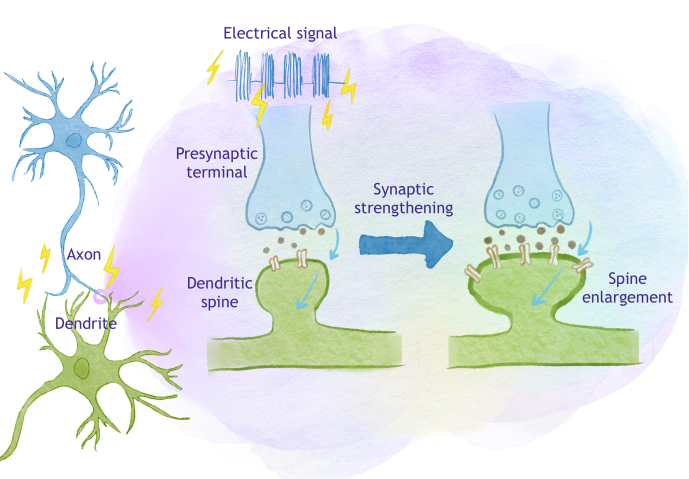 Two brain cells are pictured on the left side of the diagram, one in blue and one in green. Electrical signal firing, drawn as a blue wave surrounded by lightning bolts, powers neurotransmitter release across a synapse, drawn as two mushroom-like shapes meeting, with brown neurotransmitter dots in the gap between.