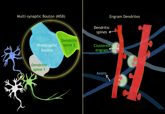 On the left, an image of three brain cells meeting, in what is called a multi-synaptic bouton (MSB). Zooming in, you can see a blue part labeled as the presynaptic bouton which touches two different dendritic spines from different brain cells, one shown in green and one in white. On the right, we see an illustration of some of the dendrites involved in the engram studied here, shown in red. Clustered synapses are highlighted with a soft glow.