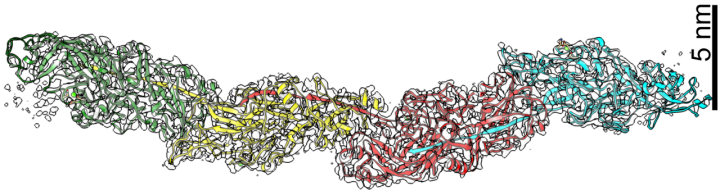 A 3D molecular reconstruction of four Mfa1 proteins within an Mfa filament