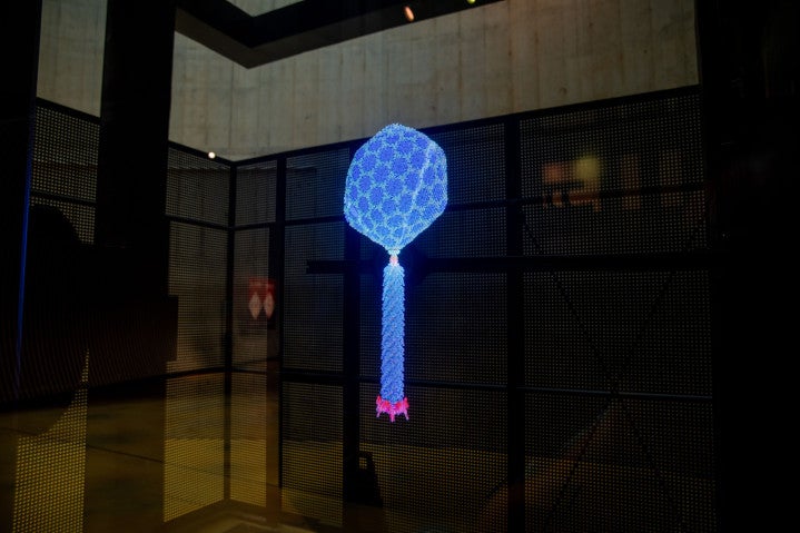 Image of the bacteriophage video in the persistence of vision display 