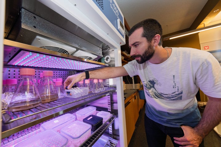 Man looking at conical flask in fridge