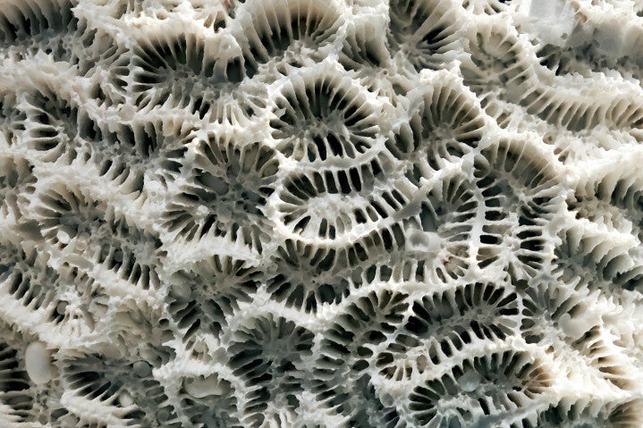 Photo showing the detailed structure of the skeleton of a brain coral. Cairns Aquarium, Australia