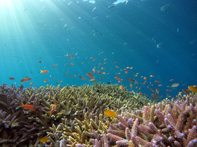 Photo taken near Iriomote Island - underwater scenes with abundant fish.