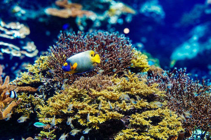 Blueface angelfish swimming among colorful coral reefs in Okinawa, Japan's underwater paradise.