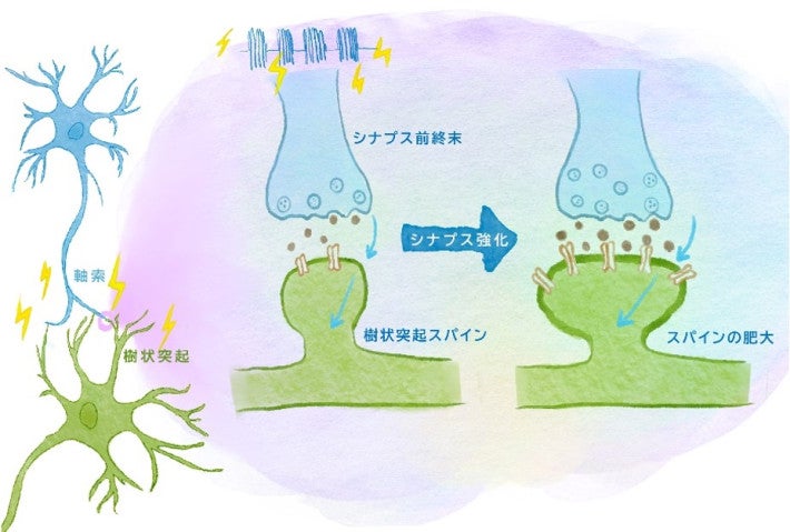 図の左側には、青と緑の二つの脳細胞が描かれている。稲妻に囲まれた青い波で示された電気信号が、シナプスを介した神経伝達物質の放出を促す。シナプスでは、隆起した二つの構造が向かい合い、その隙間に茶色の神経伝達物質の粒が見える。