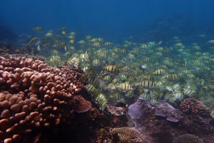 A shoal of striped fish swim amongst a coral reef